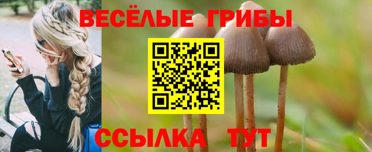Псилоцибиновые грибы прущие грибы  Вход с VPN  Ейск  Псилоцибиновые грибы Psilocybe 